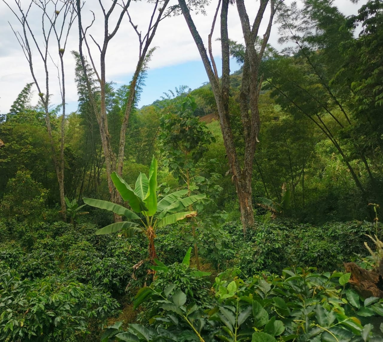 Café Los Comuneros De Origen Colombiano "100% Arábico" - MC Frutta
