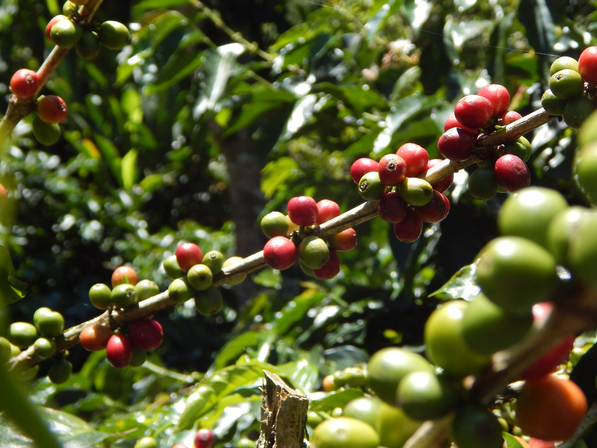 Café Los Comuneros De Origen Colombiano "100% Arábico" - MC Frutta